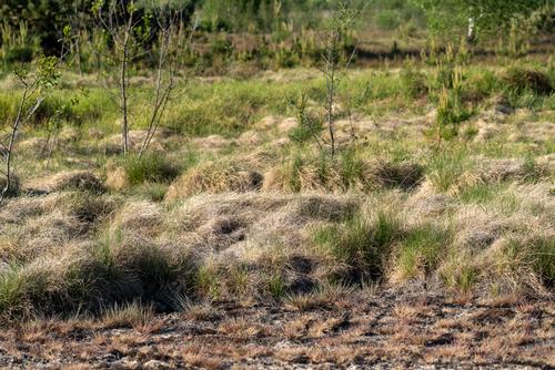 dried-up Aquatic warbler habitat