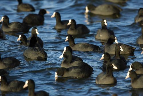 Auf dem Wasser schwimmende Blässhühner