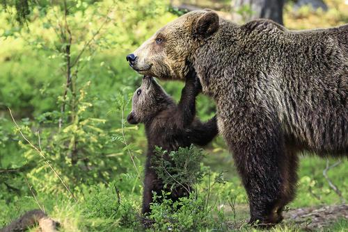 Female bear with cub