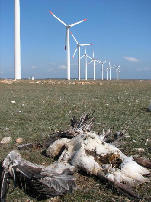 Toter Pelikan Vogelschlagopfer durch Windturbinen