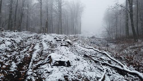 Deforested aisle in a winter forest
