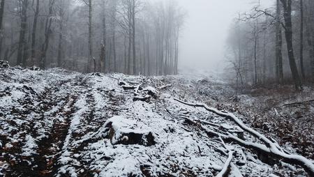 A snow-covered forest with a clear-cut corridor in which only sawn-off tree stumps remain.