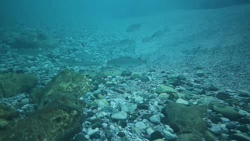 Süßwasserfisch in der Neretva