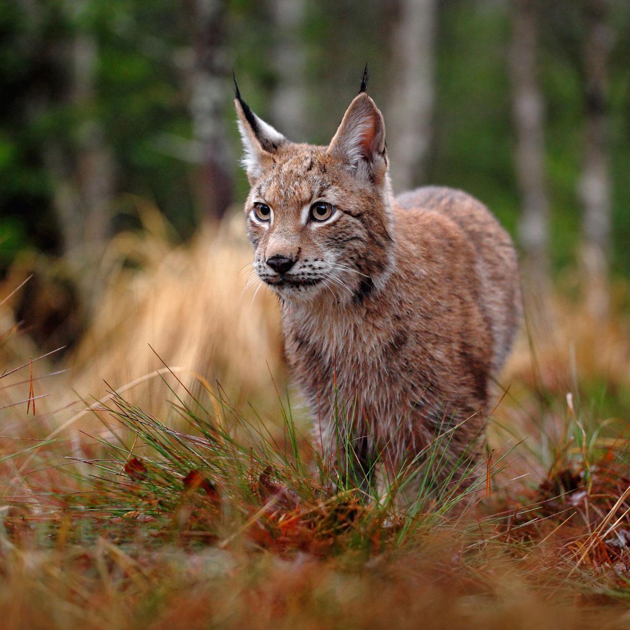 Ein Luchs steht aufmerksam auf einer Lichtung.