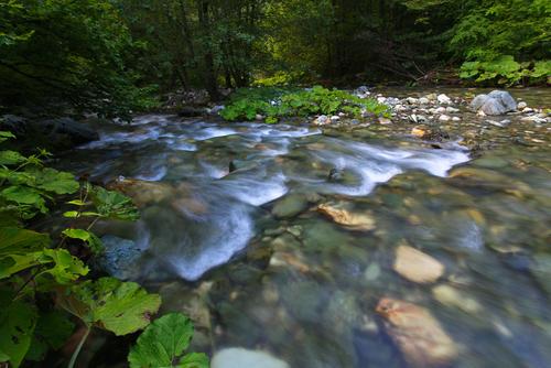 Die Radika fließt über ein steiniges Flussbett durch einen Wald.