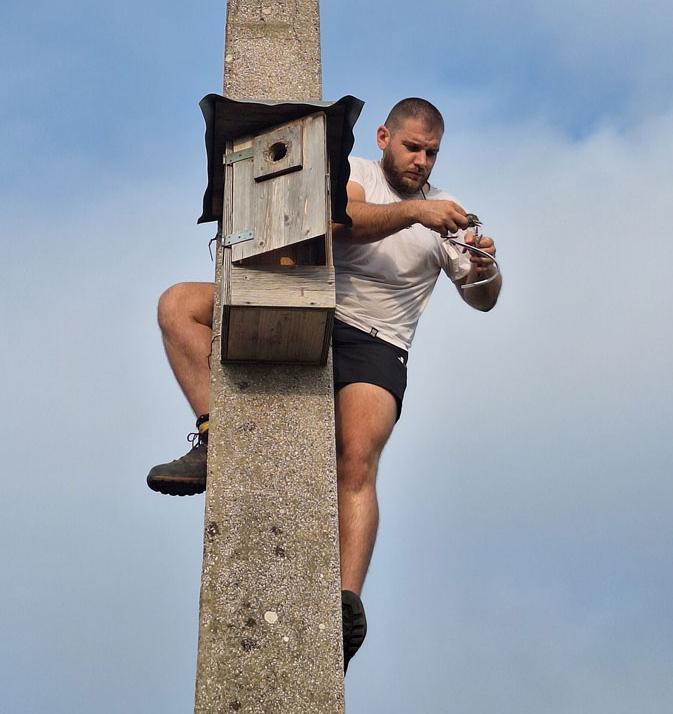 bird conservationist monts nesting box for European Rollers on electricity pylon