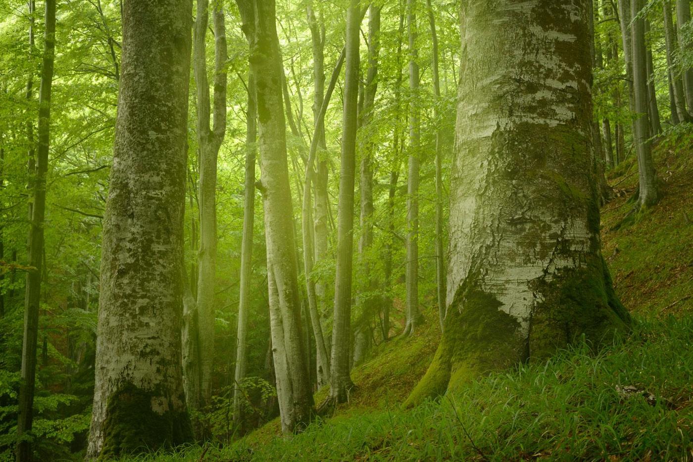 in Nebel gehüllter Urwald