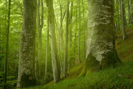 Fog in an ancien forest