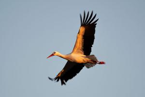 White stork soaring in the evening light