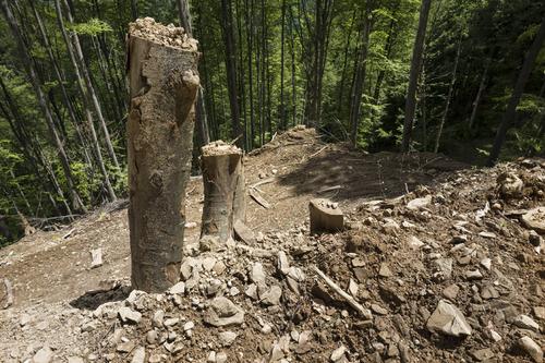 Destroyed primeval forest in Domogled National Park: tree stumps protrude from the churned-up earth.
