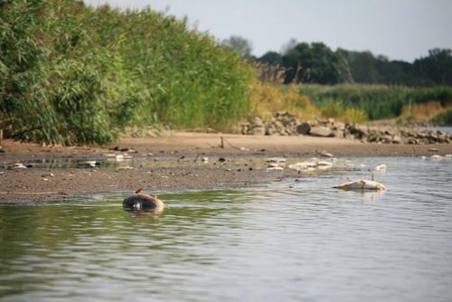 Dead fish lie on the banks of the Oder during a fish kill.