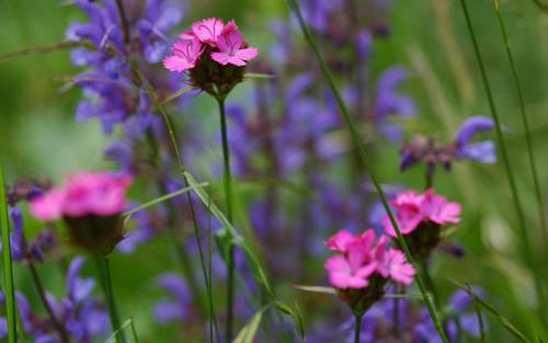 Sage and Carthusian pink