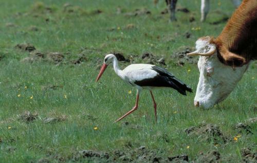 White stork