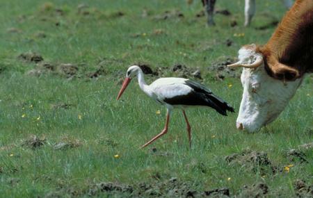 White stork