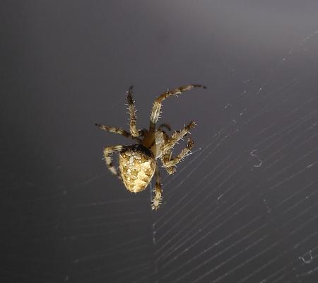 Garden spider spinning its web