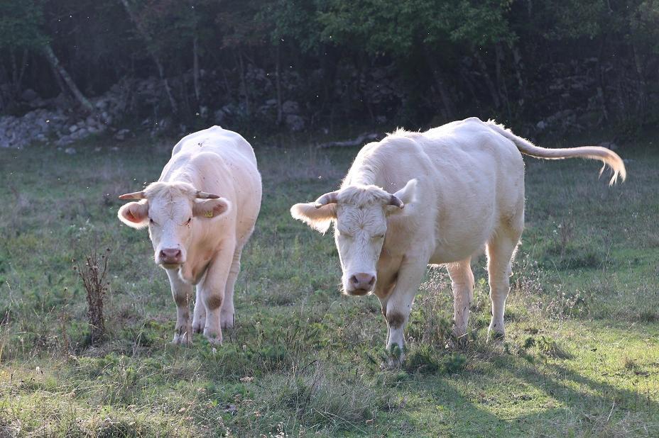 Rinder auf Weide in Slowenien
