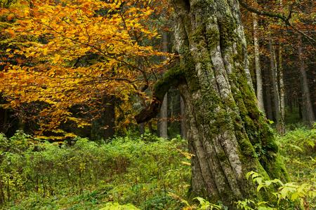 Old tree with autumn leaves