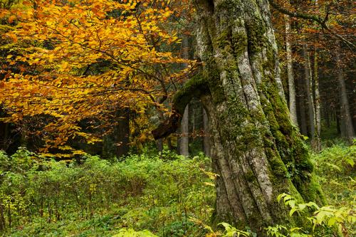 Herbstlicher Wald in den rumänischen Karpaten