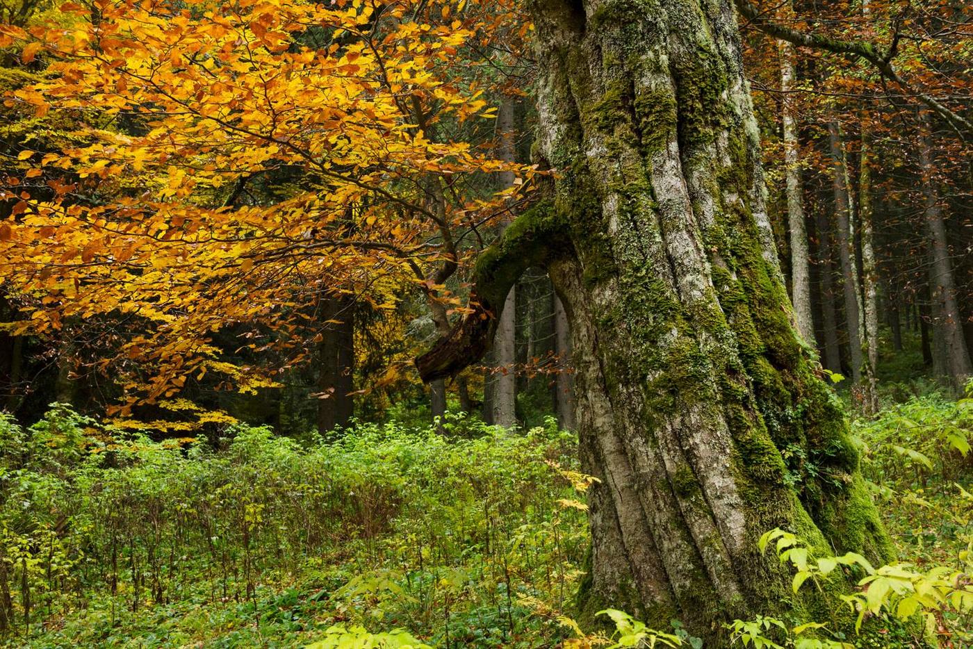 Baum mit buntem Laub