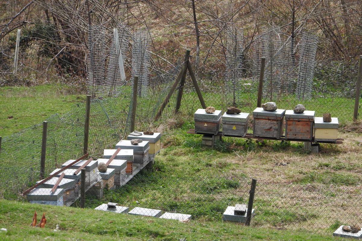 bear-safe beehives