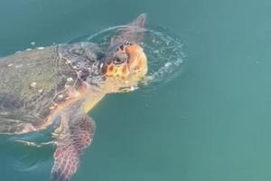 Sea turtle takes a breath