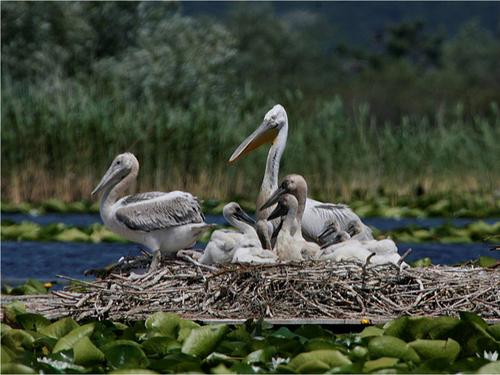 Dalmatian pelican with several squabs sitting in a nest