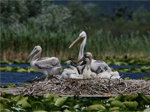 Krauskopfpelikan sitzt mit mehreren Jungen im Nest