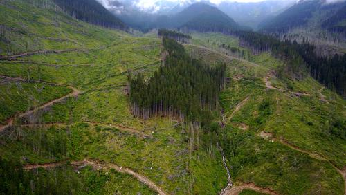 Forstwege ziehen sich über großflächige Kahlschläge in den rumänischen Fagaras Bergen.