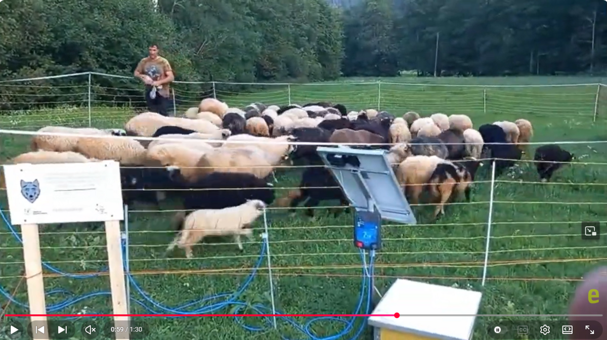 A shepherd with a flock of sheep behind a wolf fence.
