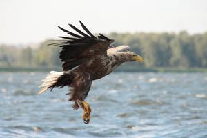 White-tailed Eagle is hunting