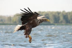 Seeadler auf der Jagd