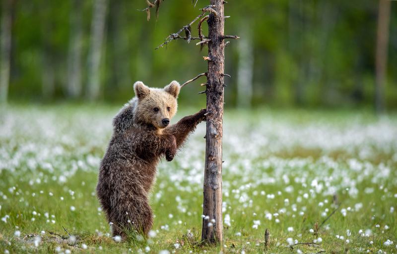 Junger Bär steht im Wollgras und schüttelt an einem dürren Stamm