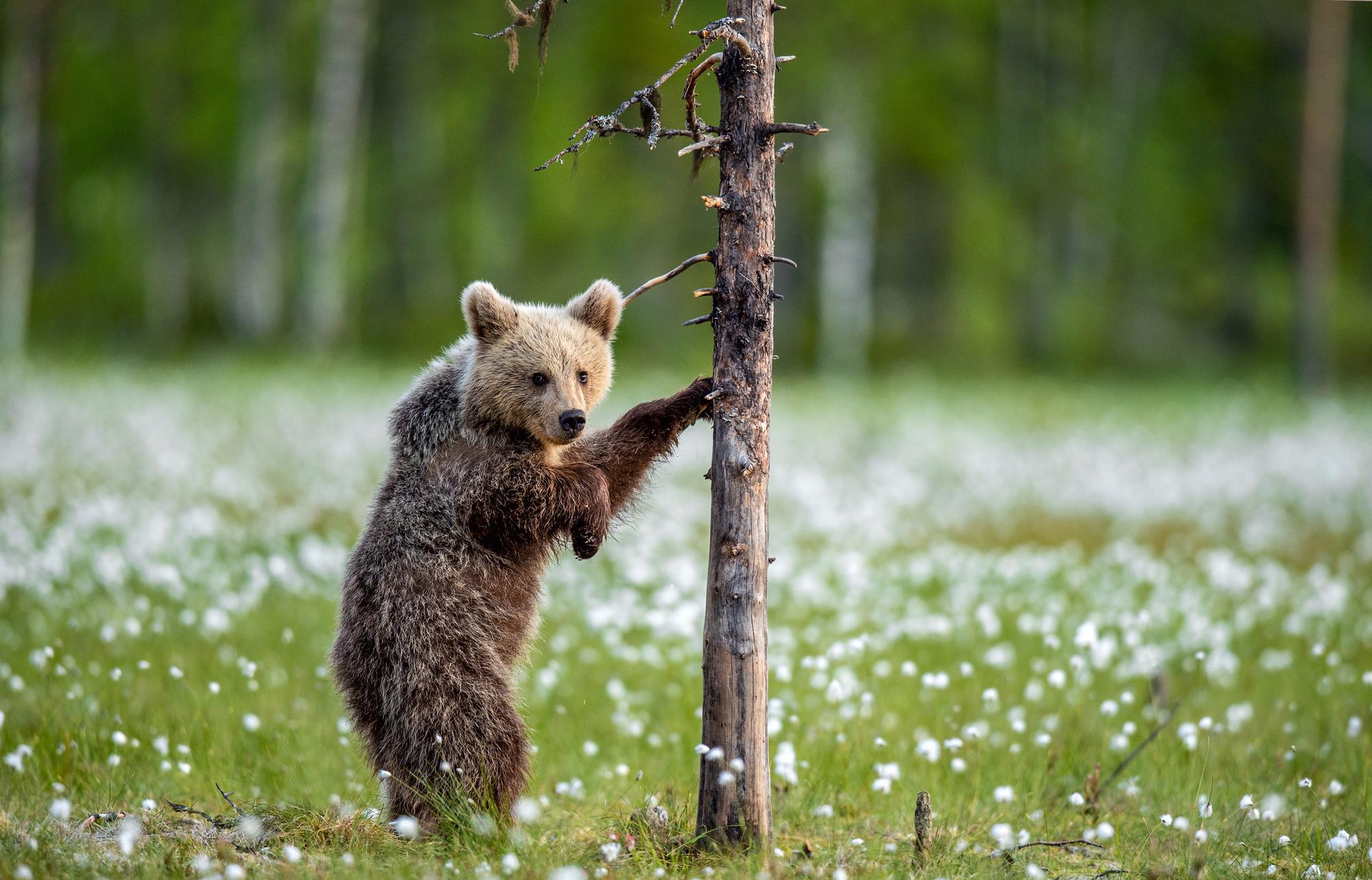Bear cub standing in a forest and shaking a slim tree