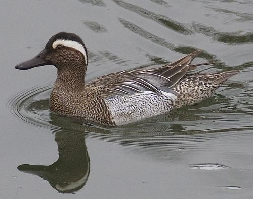 Male garganey on a lake