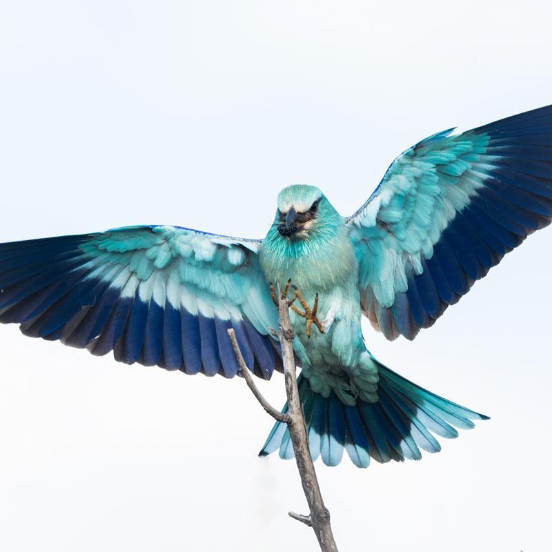 European Roller spreads its wings