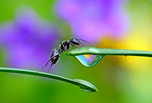 An ant climbing from one blade of grass to another