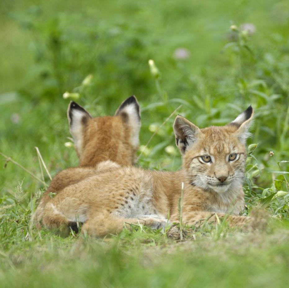 European lynx, cub