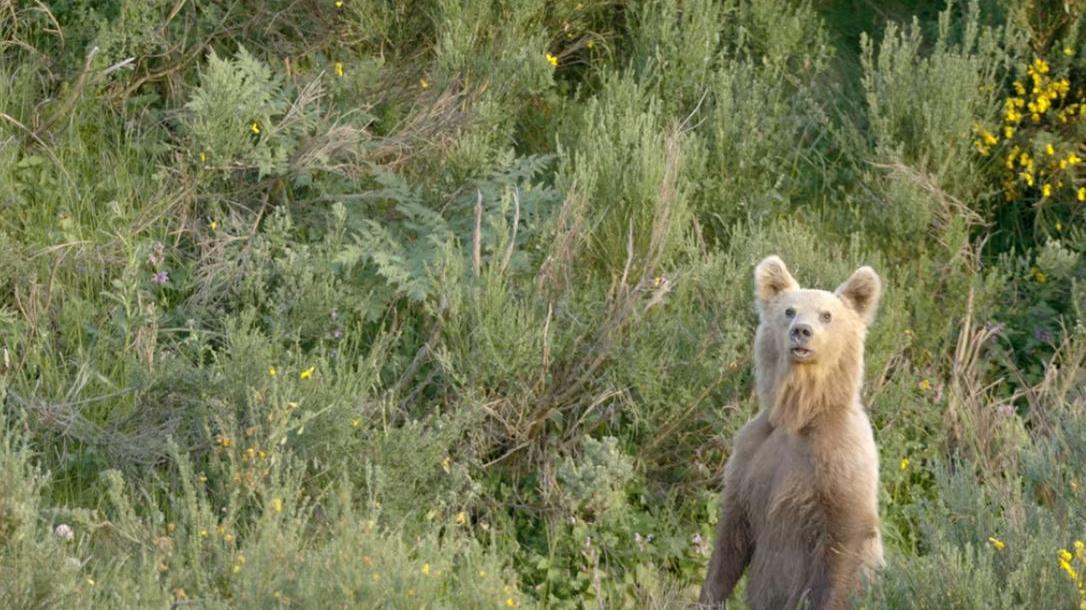 Aufrecht stehender Bär im Gestrüpp