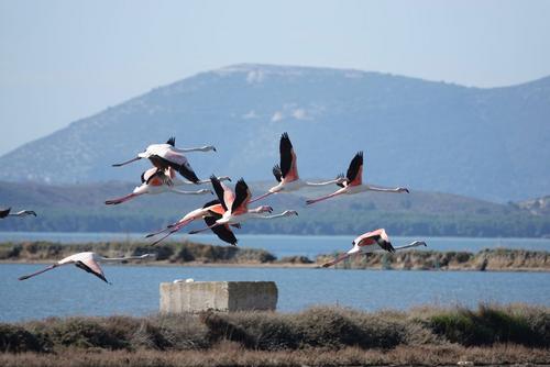 Flamingos in der Narta-Lagune