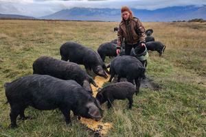 Ivana Milic von Terra Mater mit ihren Slawonischen Schweinen im Livanjsko Polje