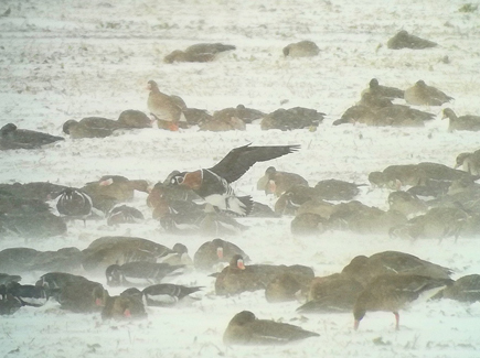 Read-breasted geese on a snowy meadow