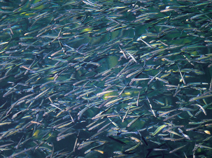 Großer Fischschwarm dicht unter der Wasseroberfläche