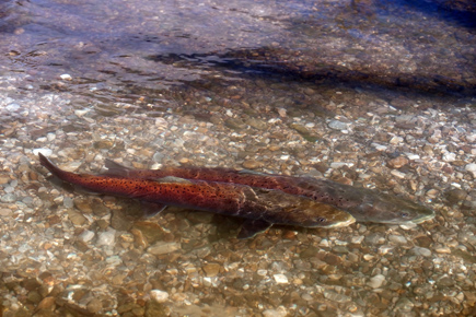 Two spawning huchen