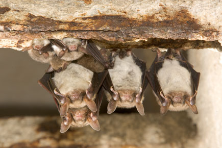 Three bats hanging from a ceiling