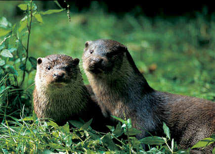 Two Eurasian otter