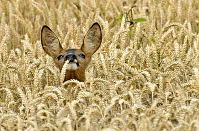 Ein Reh schaut aus einem Weizenfeld