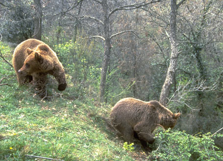 Two brown bears are walking through the forest.