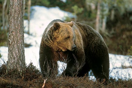 Brown bear in winter with snow