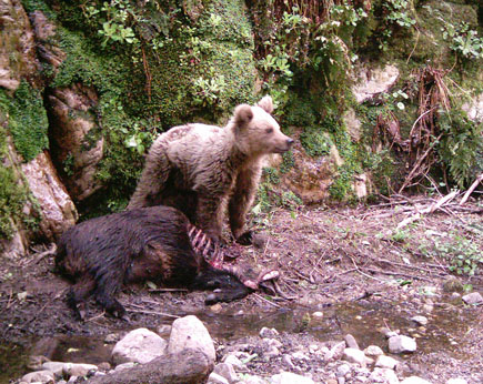 Bärenjunges frisst ein totes Wildschwein