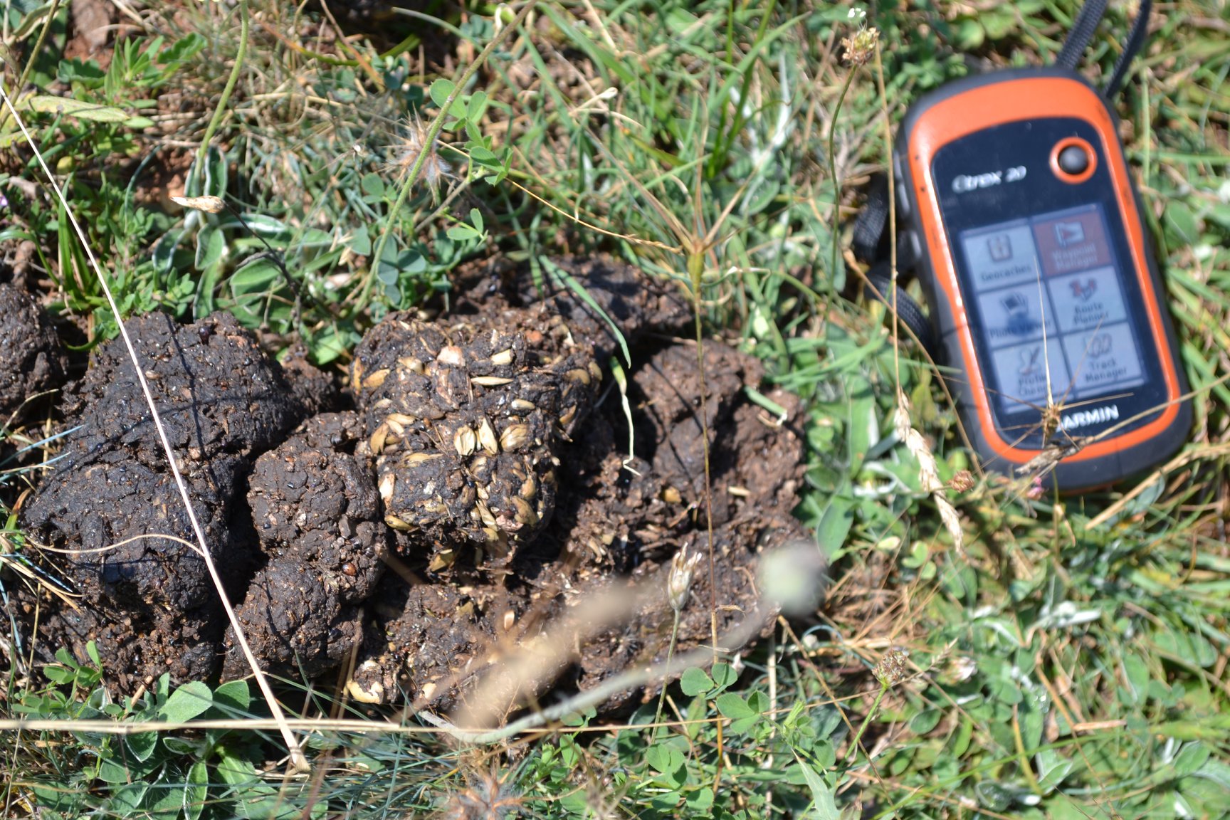 Bear droppings Excrement from the brown bear